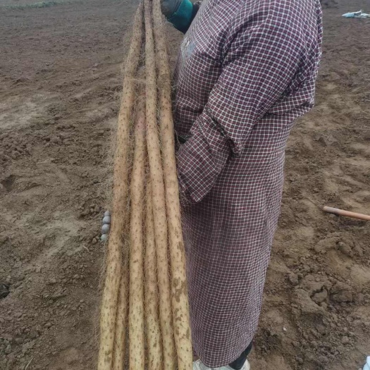 菏泽铁棍山药