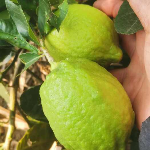 广东香水柠檬鲜果奶茶店专用