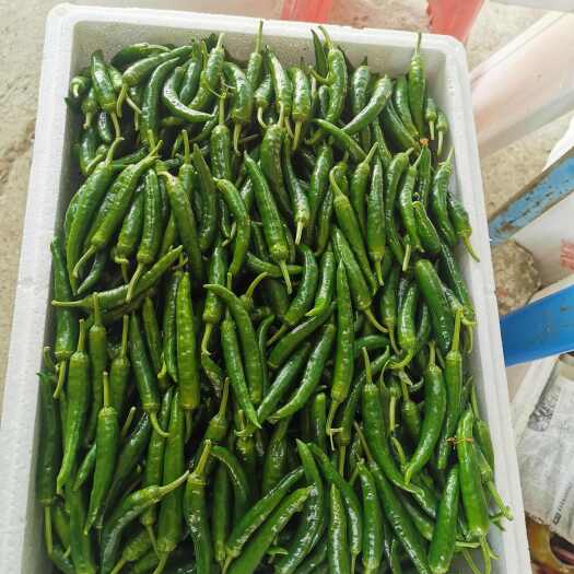 长沙龙福椒，鸡肠青