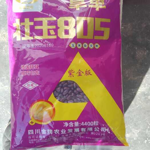 壮玉805玉米种子，矮杆，大穗，抗倒，抗南方锈病，适宜黄淮海