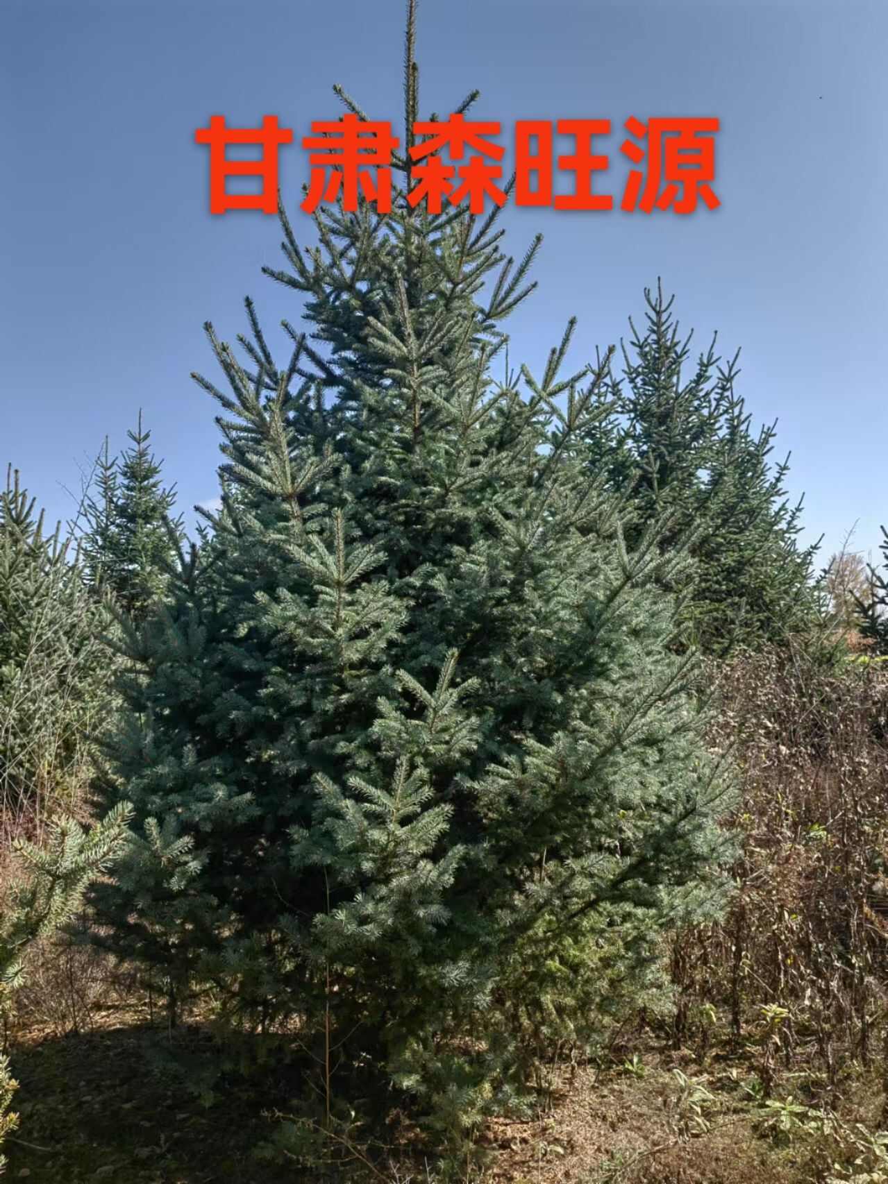 甘肃云杉，青海云杉，西藏云南