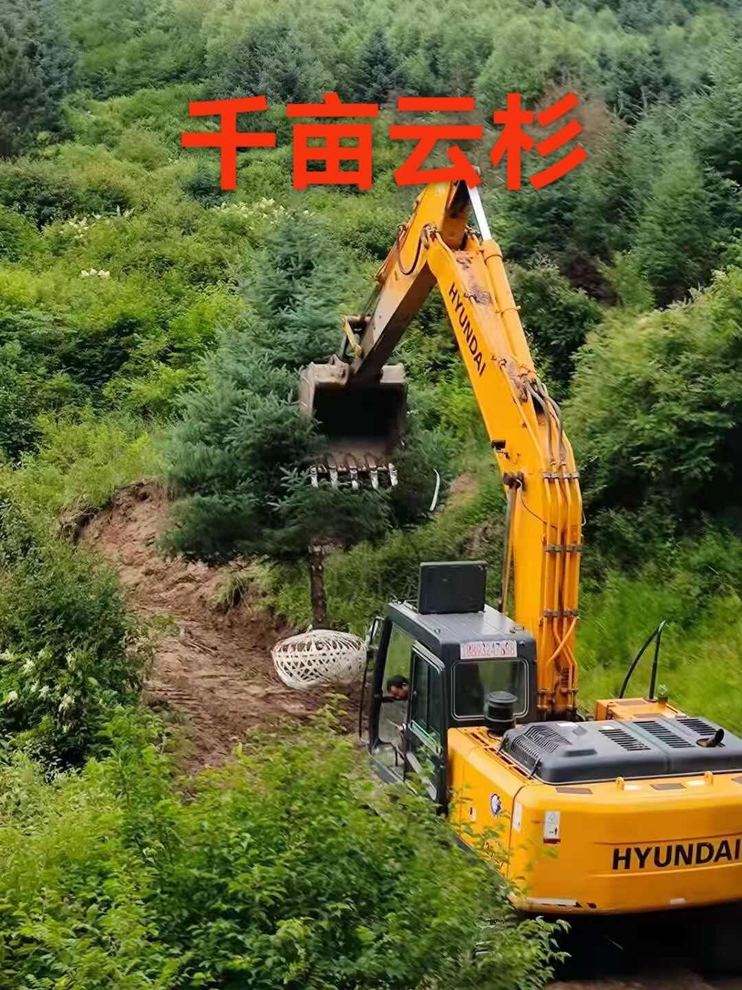甘肃云杉，青海云杉，西藏云南