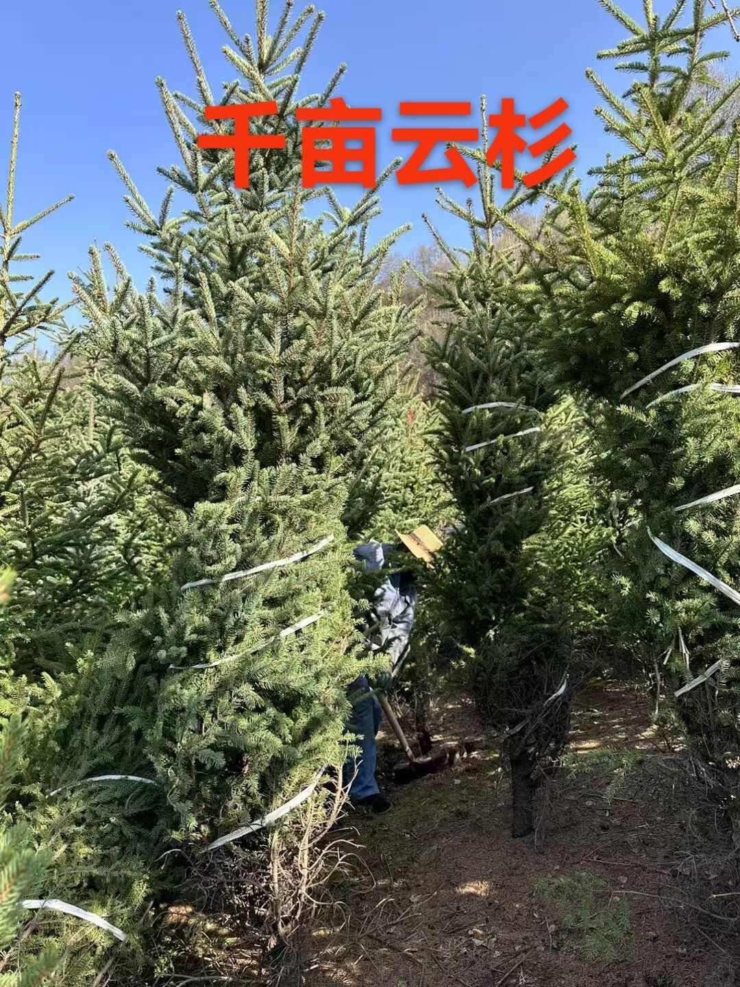 甘肃云杉，青海云杉，西藏云南