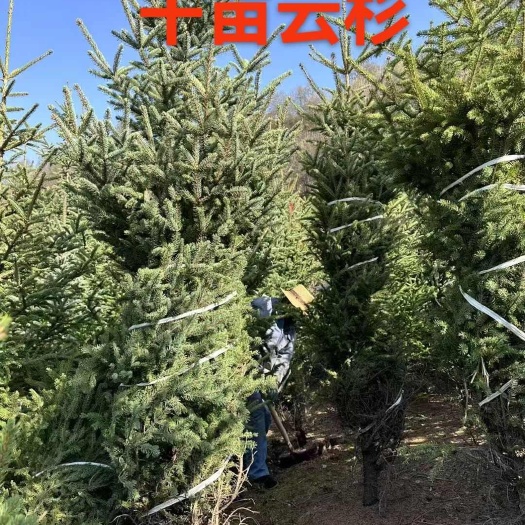 定西甘肃云杉，青海云杉，西藏云南