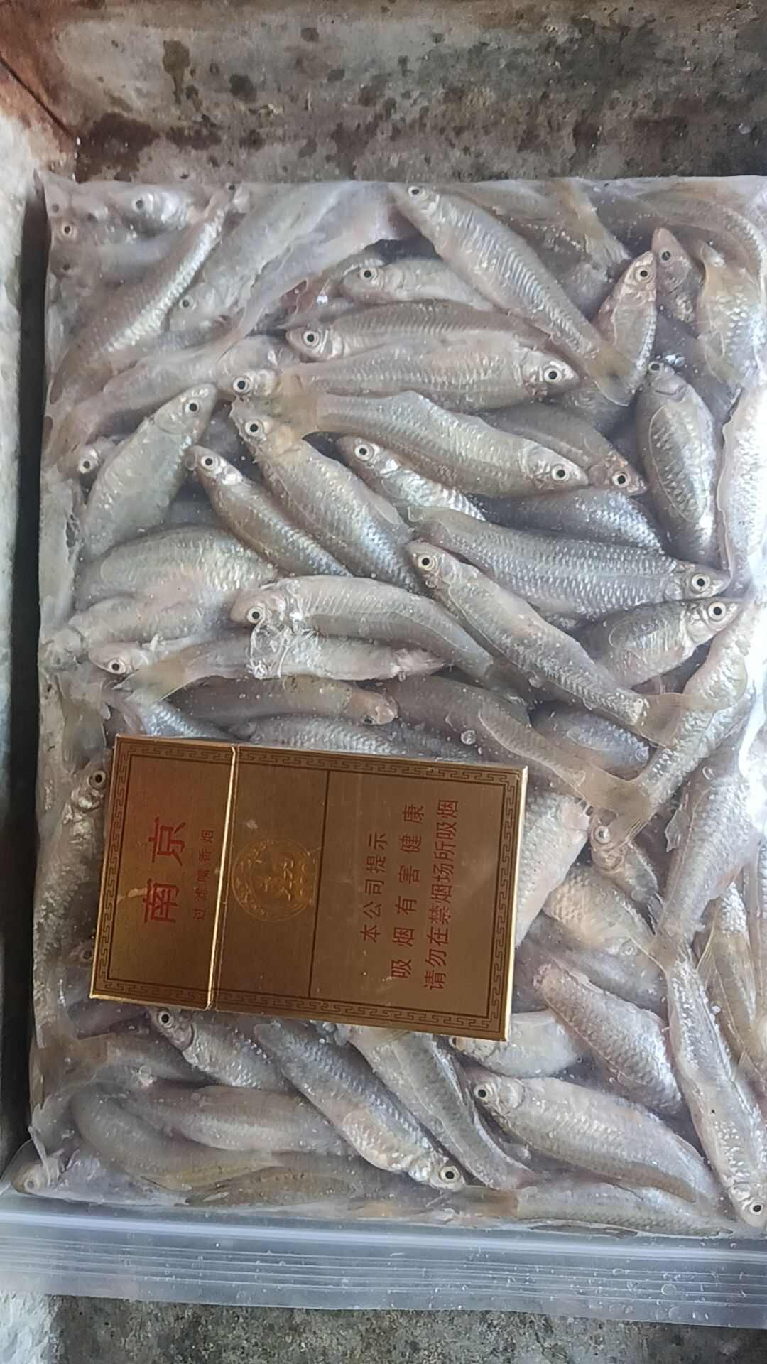 【推荐】开肚麦穗鱼麻鱼5-7公分，产地发货，质量保证
