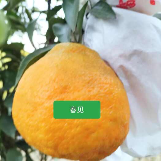 都江堰市耙耙柑