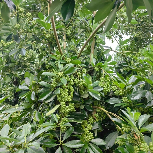 藤县大红八角苗高箭品种