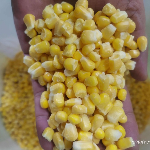 张家口903水果玉米甜玉米粒处理