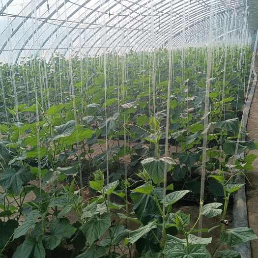 泽普县西州蜜25号，棚栽，甜度16—20