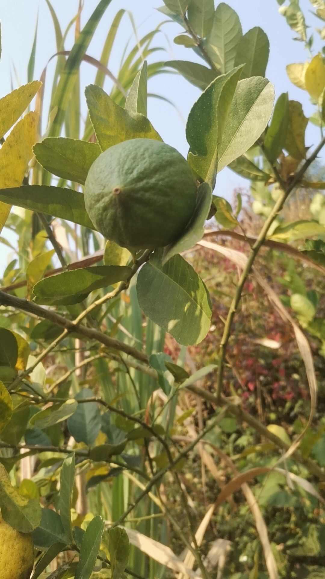 广东香水柠檬鲜果奶茶店专用
