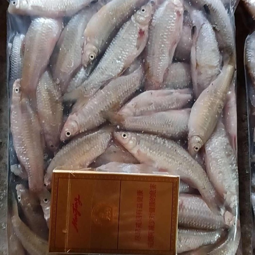 【推荐】开肚麦穗鱼麻鱼7-9公分，产地发货，质量保证