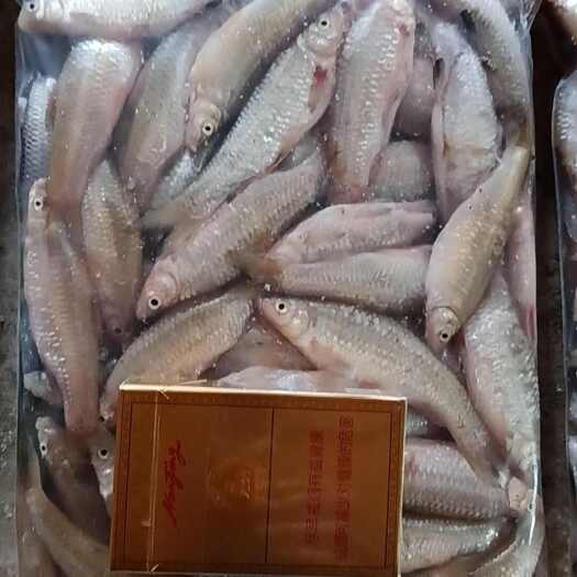 高邮市【推荐】开肚麦穗鱼麻鱼7-9公分，产地发货，质量保证
