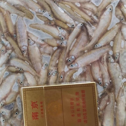 【推荐】开肚麦穗鱼麻鱼5-7公分，产地发货，质量保证