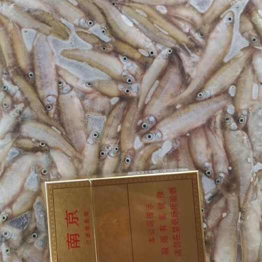高邮市【推荐】开肚麦穗鱼麻鱼5-7公分，产地发货，质量保证