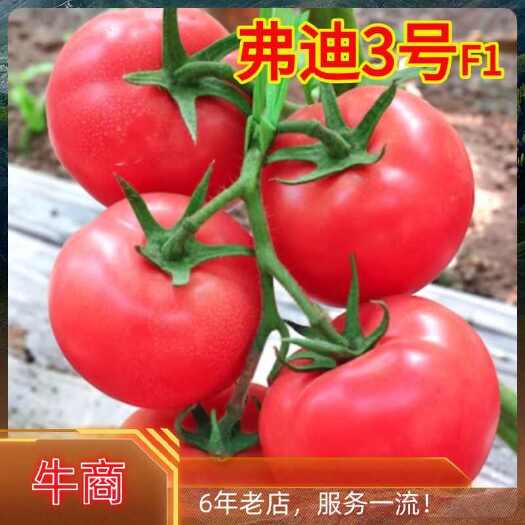 寿光市弗迪3号番茄种子西红柿种子抗病产量高耐热口感好沙瓤亮粉大果