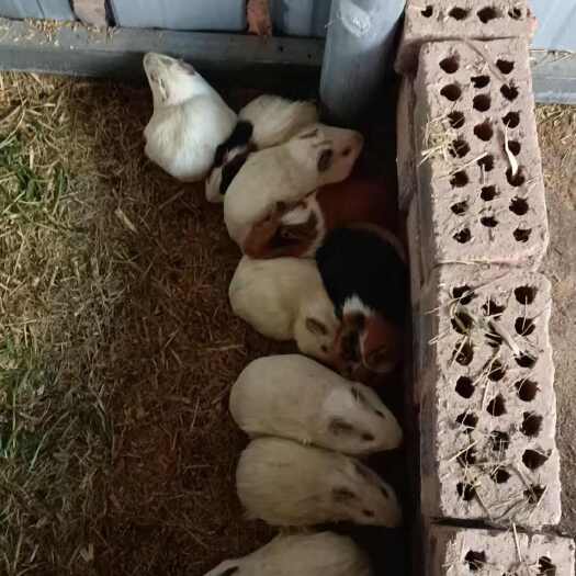 新沂市提供成年豚鼠 荷兰猪一斤以上。