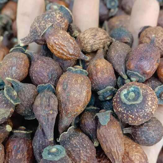 昆明金樱子