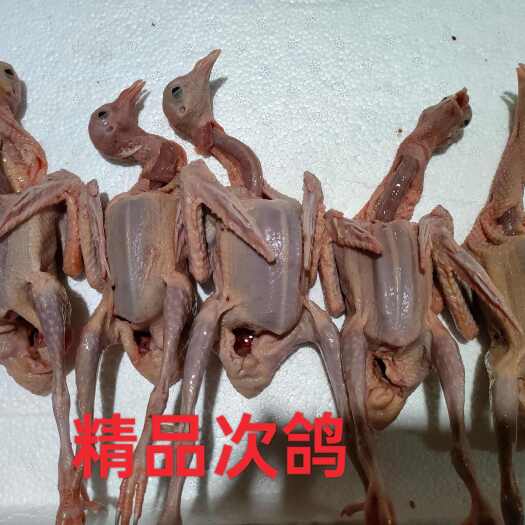 英德市精品原粮B级鸽