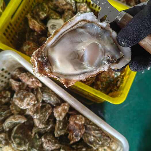 东港市生蚝，生蚝肉批发