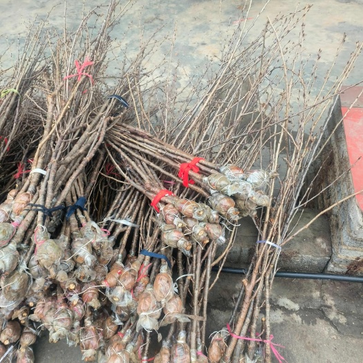 纳雍县玛瑙红樱桃树苗