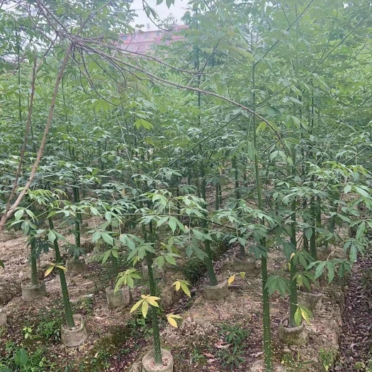 普宁市美丽异木棉