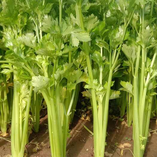 新野县精品西芹