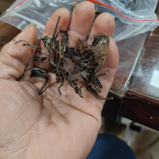 南靖县福建福鼎新白茶 散装天然农副产品 可恒温长期保存 茶叶