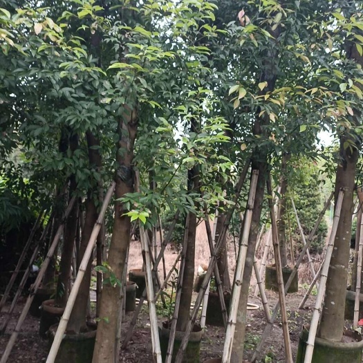 普宁市阴香