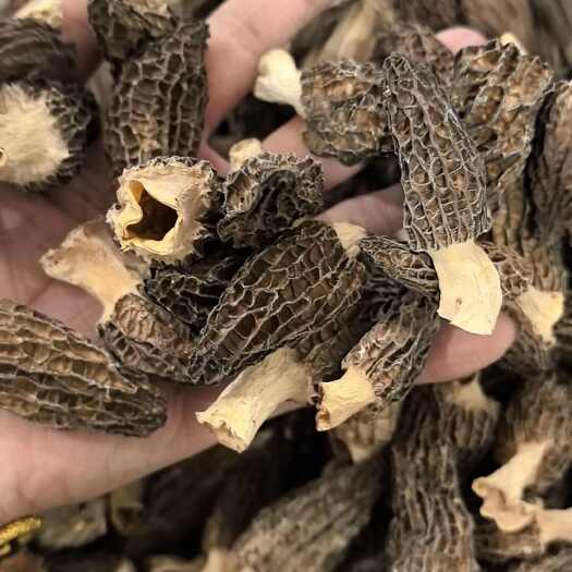 羊肚菌干货4-6头茬肉厚