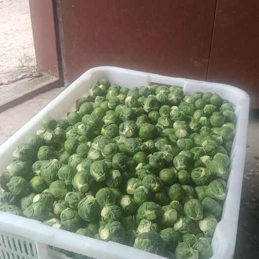 玉溪精品抱子甘蓝，1吨起批发价