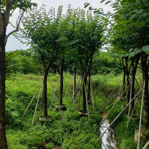 普宁市宫粉紫荆