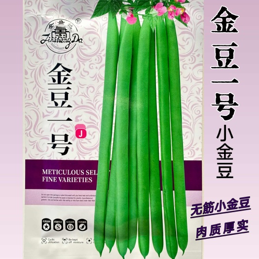 沭阳县金豆一号小金豆四季豆种子无筋早熟扁圆形浅绿色高产四季豆种籽