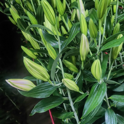 凌海市凌海市优质鲜切百合花供应