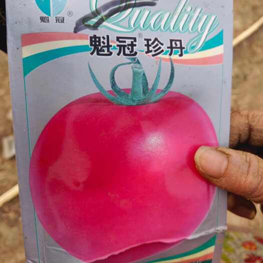 宿州各种优质种苗正在上市中