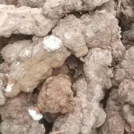 独山县自生茯苓，茯神，鲜货，干货