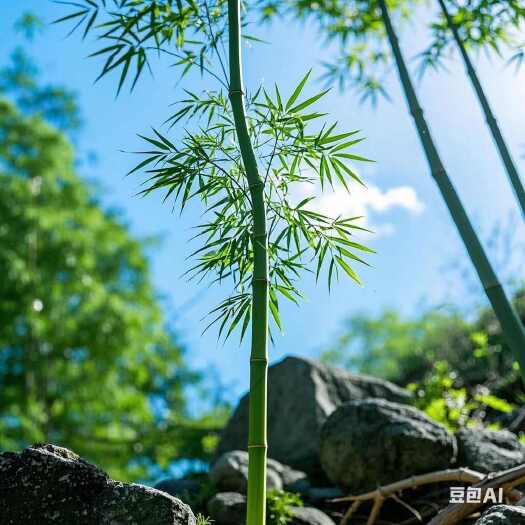 沭阳县竹子园林绿化公园农家小院种植