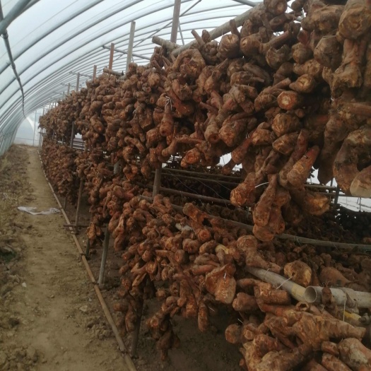 宕昌县甘肃宕昌地道中药材大黄根茎优质供货