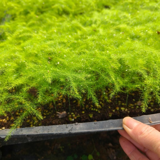 文竹苗室内桌面盆栽花卉绿植可水培
