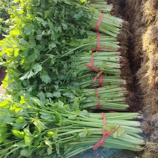 衡阳皇后西芹，几万斤。坐标湖南衡阳
