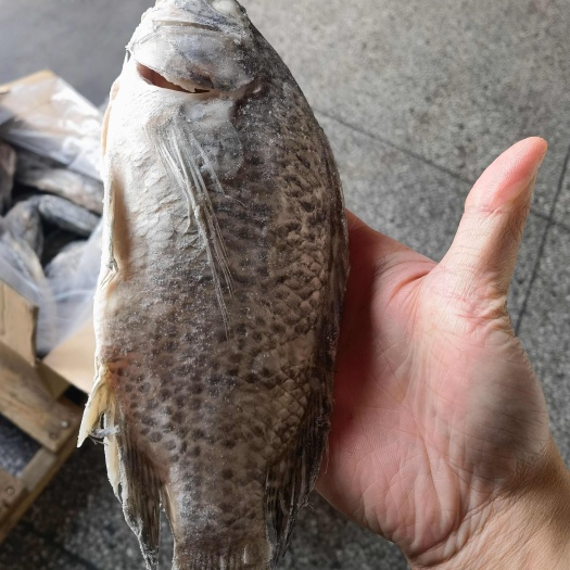 三去罗非鱼250/300，350/450等去鳞去腮去内脏，