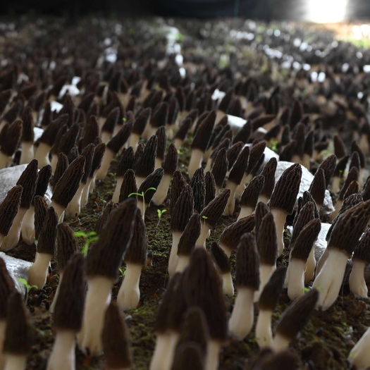 羊肚菌是一种珍贵的食用菌，具有多种健康益处，增强免疫力，