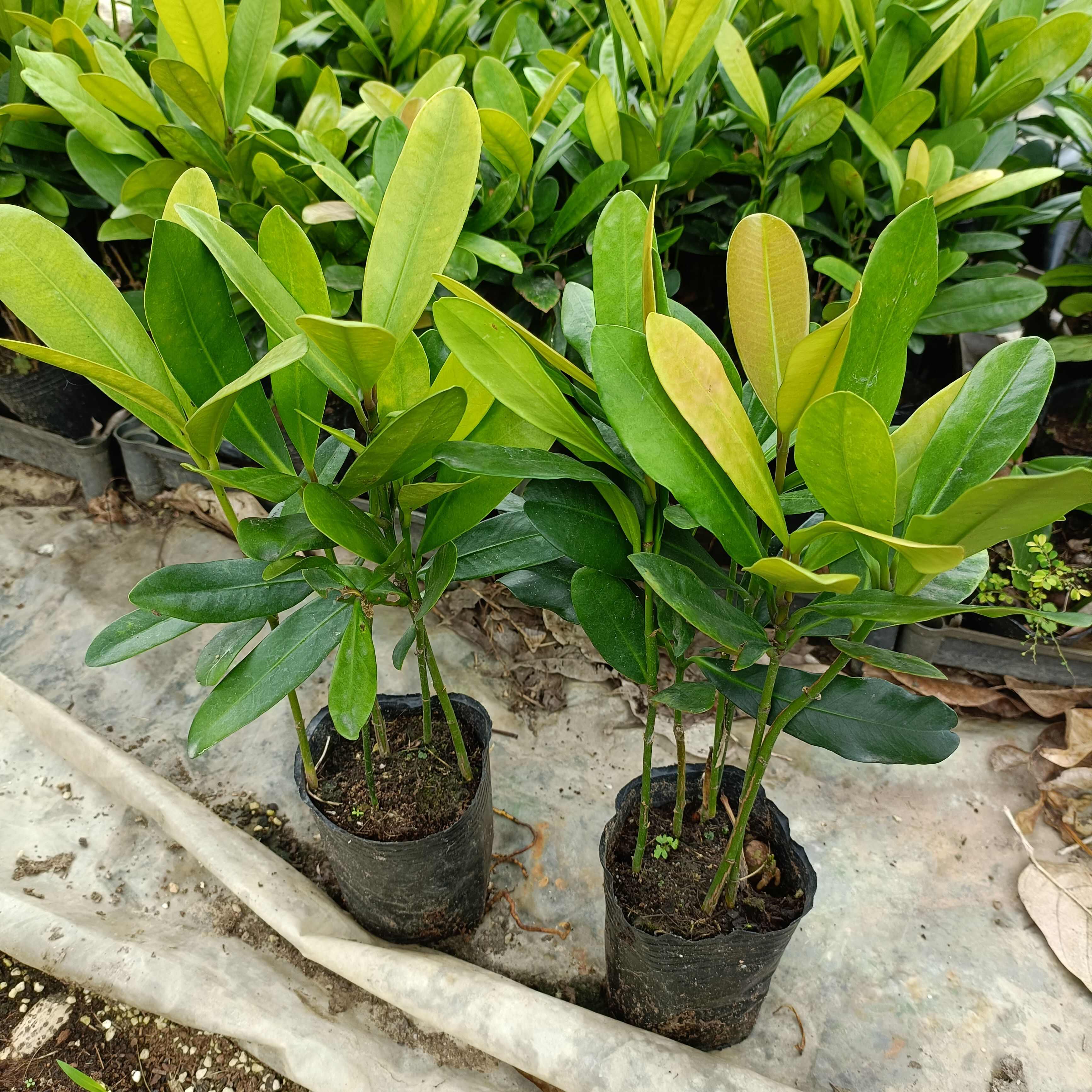 福木苗  菲岛福木树种苗庭院园林绿化观叶绿植