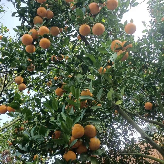 广东肇庆德庆新鲜皇帝柑果粒饱满汁多味甜直邮全国