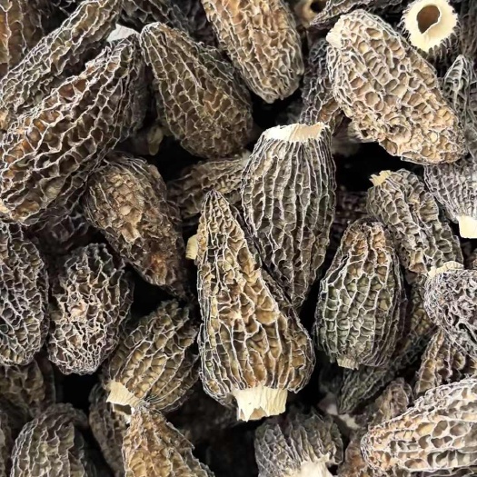 金堂县羊肚菌头茬七妹