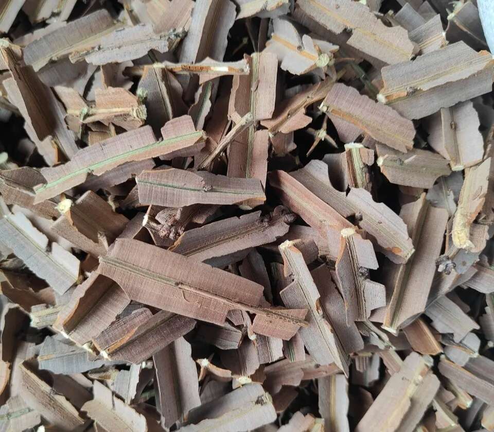 鬼箭羽，带杆羽，量大价格优惠，可长期供货，欢迎咨询！