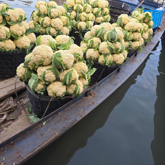 荣县四川花菜，松花菜，地头现采现装车，可以预冷，产地直发