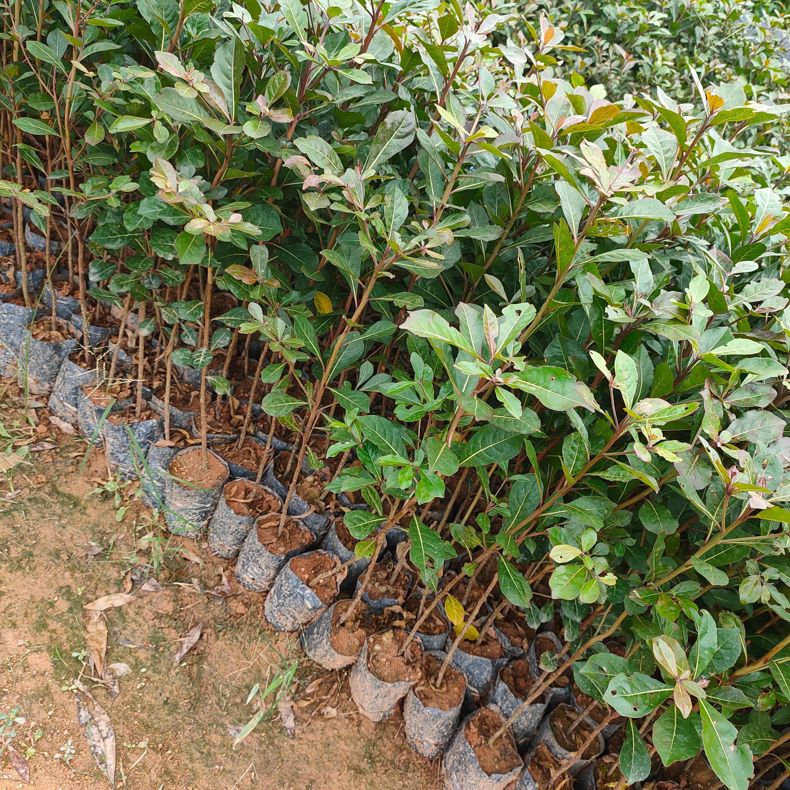 福木苗  菲岛福木树种苗庭院园林绿化观叶绿植