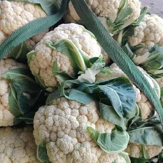 瑞安市温州菜花
