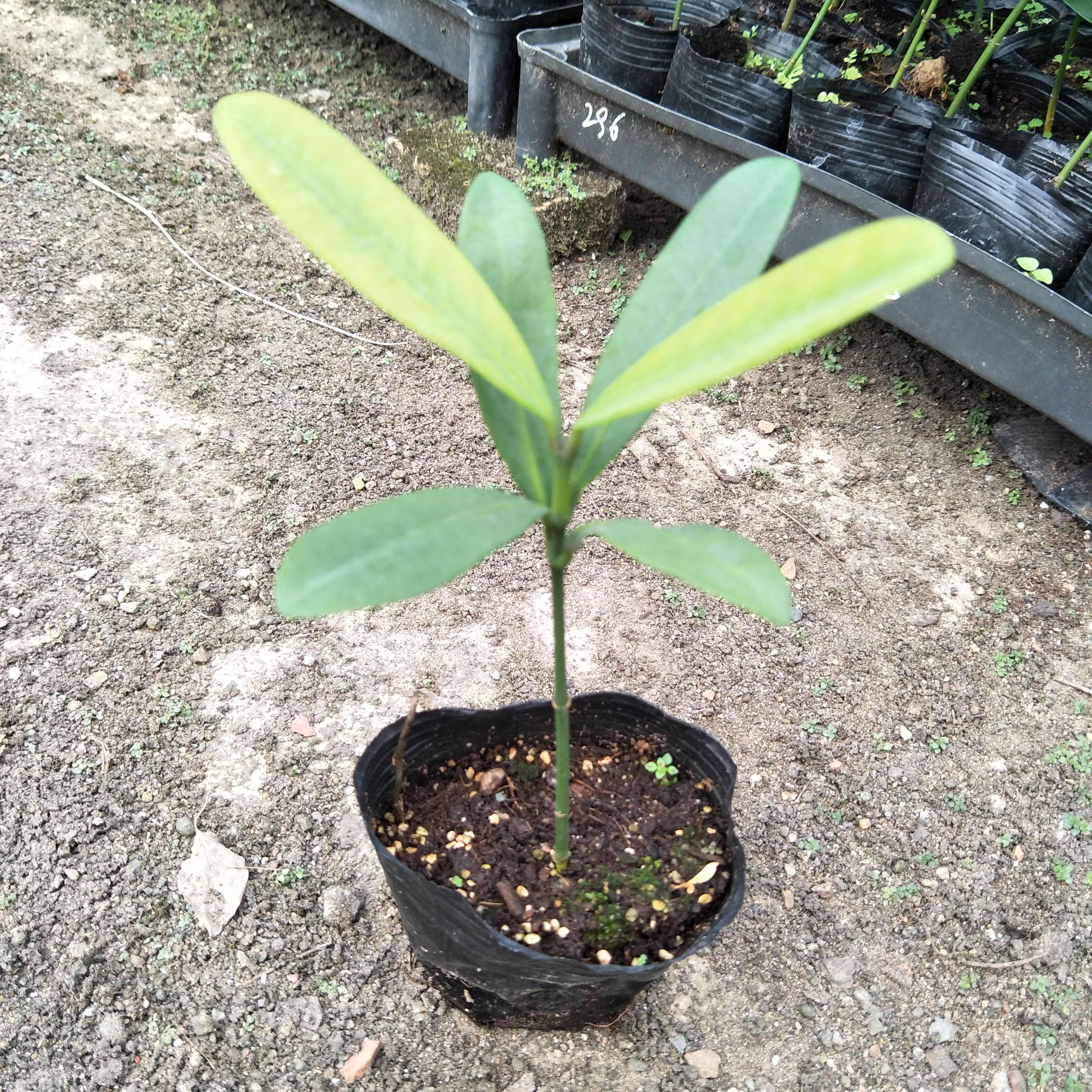福木苗  菲岛福木树种苗庭院园林绿化观叶绿植