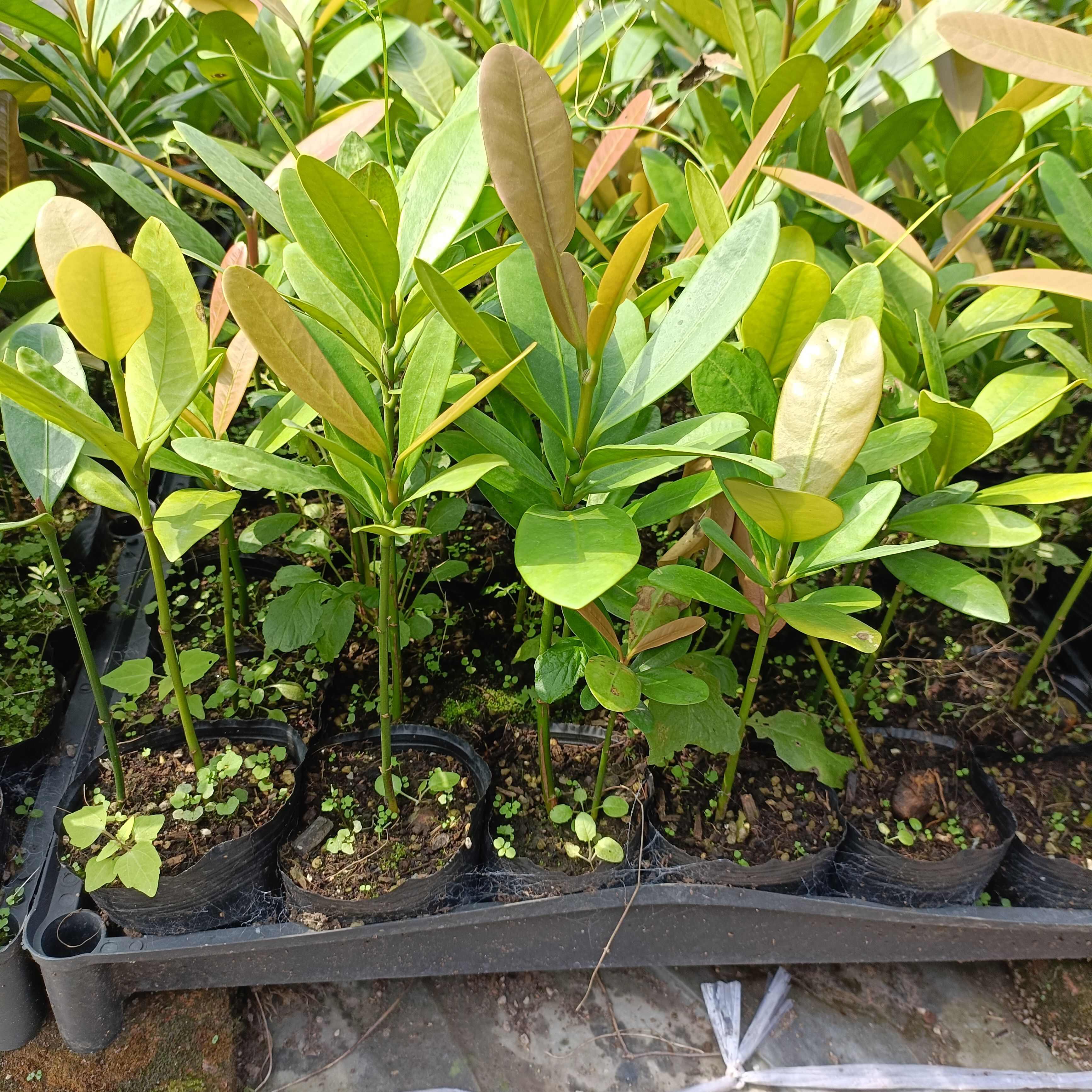 福木苗  菲岛福木树种苗庭院园林绿化观叶绿植